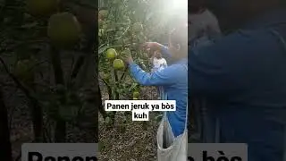 #panenjeruk
