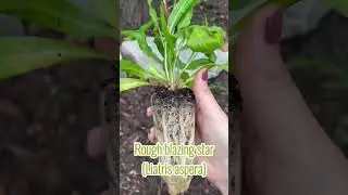 Top 9 Native Plant Plugs to Transform Your Garden