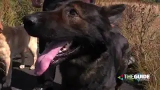 An insight into Merseyside Police Dogs Part 03 | The Guide Liverpool