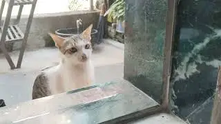 New cate#😡👁️💦👁️🔥🐅🥰😂😘