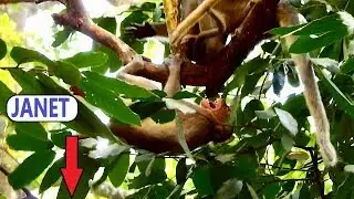 O.M.G...BRAT JANET NEARLY FALL DOWN FROM THE TREE COS JANE BITE AND JANET SUPER CRIES...REQUEST MILK
