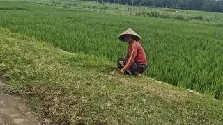 PRO FARMER'S TRICKS: VERY SHARP TOOLS MAKE WEED CUTTING EASIER! -Agriculture Farming