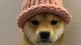 DOGWIFHAT Coin ($WIF) IS BACK & READY TO MOON This Meme Beast Could 10x EASY! CryptoAl Predictor 