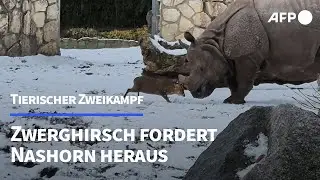Ungleicher Zweikampf in polnischem Zoo | AFP