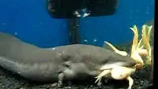 Three Toed Amphiuma Salamander eating a frog