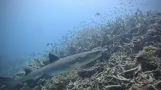🏝️Heron Island Diving Feb ‘26🐢