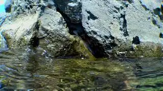 Surprise While Diving this Rock