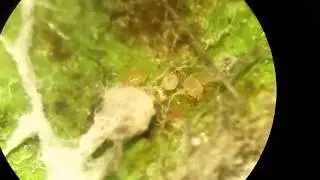 Mold Mites, Swirskii Mites, Silverleaf Whitefly larvae, and Beauvaria bassiana mycelium