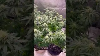 heavy defoliation HST week 3-4 flower airflow ventilation SCROG