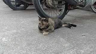 A stray cat resting in the motorcycle parking lot