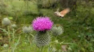 Hummingbird Hawk-Moth Flight | Полёт бражника над цветком