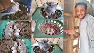 Diamond Dove breeding progress 😉