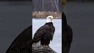 This Bald Eagle Doesn&rsquo;t Even Look Real 😳.#shorts #baldeagle #eagle #wildlife #nature #animals #birds