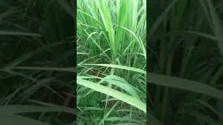 super napier grass co5 sambrial area