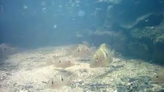 m101120231525 Synbranchus marmoratus, Geophagus brasiliensis,