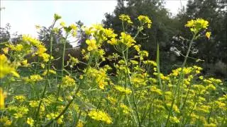 Creeping Yellowcress (Rorippa sylvestris) - 2014-09-07