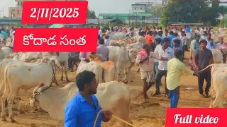 2/11/25 Kodad Bulls market #top quality Ongole Bulls in kodada #highlights