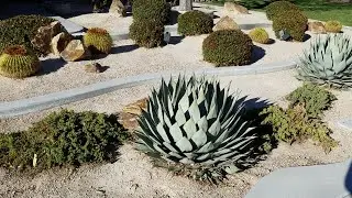 Palmdale Desert Landscape Upgrade 🌵 | Drought-Tolerant Front Yard