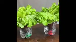 Never Buy Lettuce Again! Grow Your Own and Have Fresh Lettuce All Year!