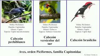 Aves, orden Piciformes, familia Capitonidae cabez&oacute;n del birds sur negro dorado versicolor Fuse