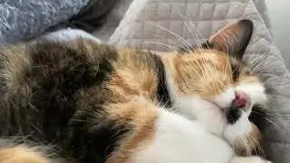 Andrea&rsquo;s Dream Rescue Poppy purring