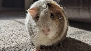 Beautiful Guinea Pig