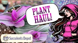 Покупка растений! Распаковка редких растений Wondering Dudes и Jade Plants от Succulents Depot!