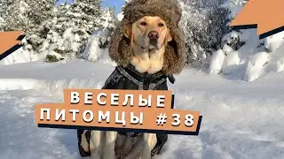 Прикольные видео с животными #38 Funny anamals