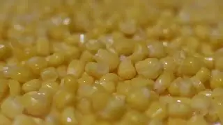 Corn Stock Video