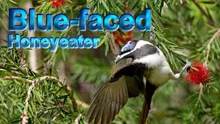 Blue-faced Honeyeater - the smurf among the green leaves