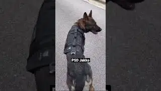 How K9 Storm Body Armor Looks on a Police Dog ⬆️
