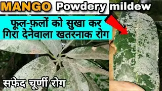 Mango Powdery Mildew & Their Treatment | आम की उपज में भारी गिरावट ला सकता है यह रोग-सफेद चूर्णी रोग