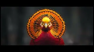 Golden Pheasant Mating Dance: World's Most Beautiful Bird Ritual 2025 (Rare 4K Footage)