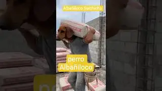 Perro salchicha Alba&ntilde;il Trabajando en la obra.😳😳😳