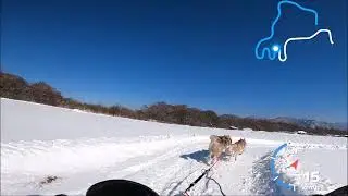 アラスカンハスキー＆アラスカンマラミュート 犬ぞり2023 滝沢牧場にて