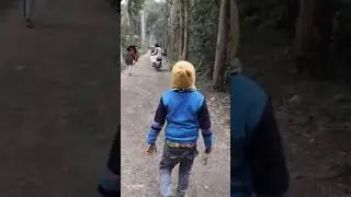 Adina forest 