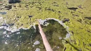 ASMR : The satisfying sound of wood tapping the lake algae, a different camera angle #switzerland