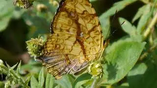 Symbrenthia lilaea - Sapa 10.2025 - VIETNAM