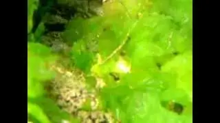 Дуранкулак - Durankulak