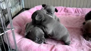 Blue French Bulldog Puppies