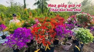 Hoa giấy nhiều loại cây gọn giá rẻ chào bán..17/01😘📲 0939.885.905.Thu-Cúc 