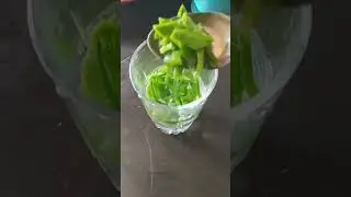 cactus water is a good immune booster