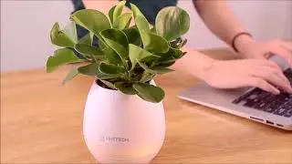pot de fleur musical
