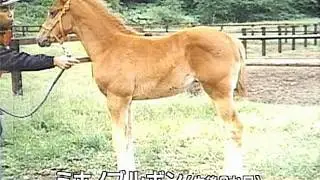 小島貞・戸山為　名馬を生んだ猛特訓　2