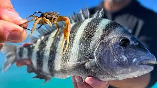 Catching Convicts On These Crabs | St Pete Sheepshead Fishing