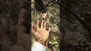 Is this a snake or a lizard or both?#animals #nature#acapella#cuteanimals