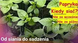 Papryka. Kiedy siać?  Nie za wcześnie, nie za późno!