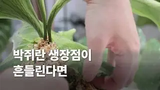 박쥐란 원종 코로나리움 재부작하기 | 생장점 보강 측아 관리 #박쥐란 #박쥐란목부작 #환성농원