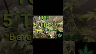 Top 5 Tips Before Harvesting Cannabis Maximize Yield/Potency #phenohunt #Harvesting #cannabis #weed