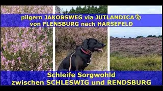 #pilgern Jakobswegschleife durch die Sorgwohlder Heide 👣 #jakobsweg via Jutlandica 🥾 8 km #pilgrim